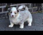 Lieve Welsh  Corgi  x kleine Pomsky  ) pups pups, CDV (hondenziekte), 8 tot 15 weken, Meerdere, Meerdere dieren