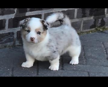 Lieve Welsh  Corgi  x kleine Pomsky  ) pups pups  beschikbaar voor biedingen