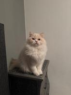 Perzisch kat pamu, Dieren en Toebehoren, Katten en Kittens | Overige Katten, Kater, Langharig, 0 tot 2 jaar