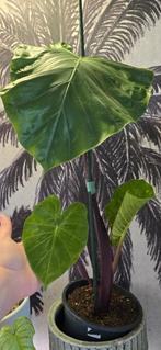 Alocasia dark star, Ophalen of Verzenden, Overige soorten, Minder dan 100 cm