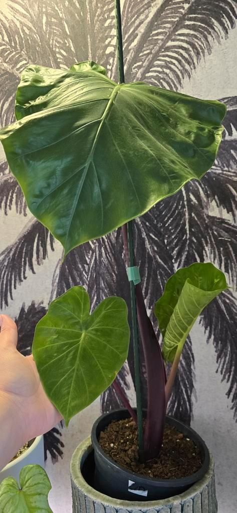 Alocasia dark star, Huis en Inrichting, Kamerplanten, Overige soorten, Minder dan 100 cm, Ophalen of Verzenden