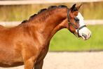 ## Super knappe Welsh A jaarling merrie! ##, Dieren en Toebehoren, Merrie, Niet van toepassing, A pony (tot 1.17m), 0 tot 2 jaar