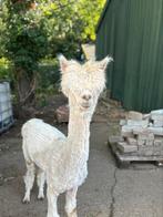 Pinkeltje alpaca hengstje, Januari, Mannelijk