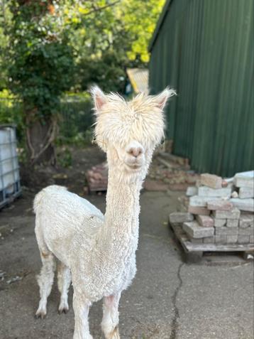 Pinkeltje alpaca hengstje beschikbaar voor biedingen