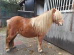 shetlander 4 jaar, Dieren en Toebehoren, Paarden en Pony's | Dekhengsten en Fokmerries, Meerdere dieren