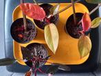 Philodendron Prince of Orange en Philodendron Pink Princess, Huis en Inrichting, Kamerplanten, Ophalen, Halfschaduw, Minder dan 100 cm