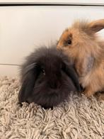 Leeuwenkop/hangoor dwerg koppeltje, Meerdere dieren, Dwerg, Hangoor