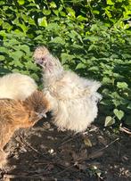 Zijdehoender naakthals hen, Dieren en Toebehoren, Vrouwelijk, Kip