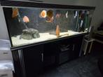 Prachtig Trofis Aquarium 180x60x60, Ophalen, Zo goed als nieuw, Gevuld zoetwateraquarium
