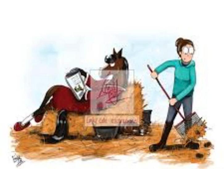 Stalhulp gezocht, Dieren en Toebehoren, Stalling en Weidegang