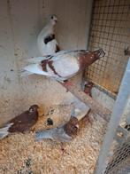 Vinkduiven in diverse kleuren, Dieren en Toebehoren, Meerdere dieren, Overige soorten