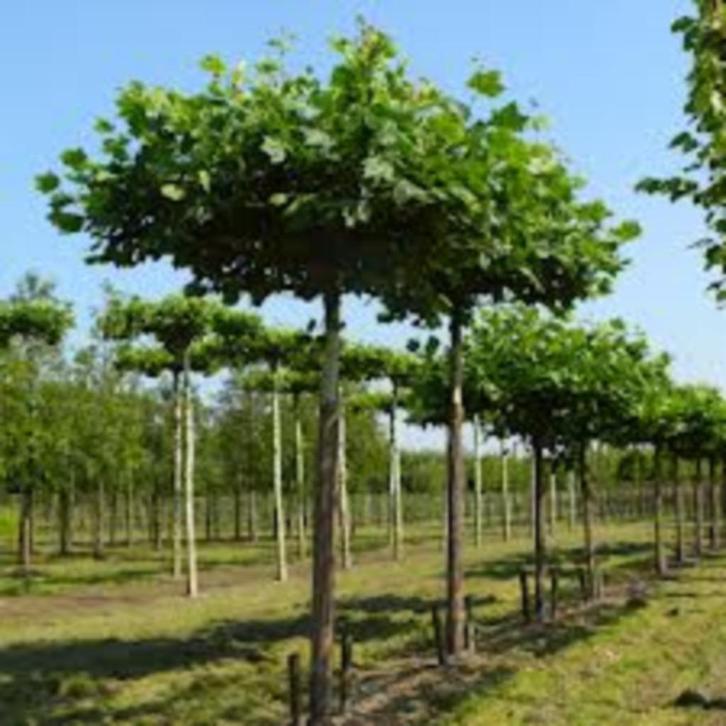Dakplataan, Tuin en Terras, Planten | Bomen, Overige soorten, Volle zon, Ophalen