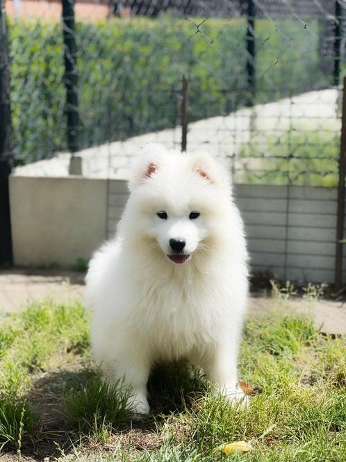 Samojeed pupjes klaar voor vertrek, Dieren en Toebehoren, Honden | Poolhonden, Keeshonden en Oertypen, Meerdere dieren, Overige rassen