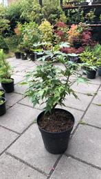 Japanse esdoorn - Acer palmatum, Bloeit niet, Halfschaduw, Overige soorten, Minder dan 100 cm