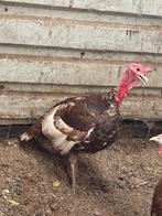 Kalkoenen rode ardenner, Dieren en Toebehoren, Pluimvee, Meerdere dieren, Kalkoen