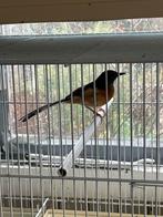 Schamalijsters, Dieren en Toebehoren, Meerdere dieren