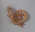 Diverse gekko´s, Hagedis, 0 tot 2 jaar