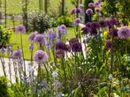 Op maat gemaakt beplantingsplan borderpakket, Ophalen of Verzenden, Vaste plant