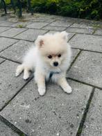 Pomeriaan mini  witte pups, Dieren en Toebehoren, Particulier, Rabiës (hondsdolheid), 8 tot 15 weken, Buitenland