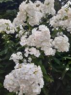 Phlox paniculata, hoogte 70 / 80 cm, kleur wit, Volle zon, Vaste plant, Zomer, Ophalen