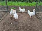 Orloff krielen, Dieren en Toebehoren, Pluimvee, Meerdere dieren, Kip