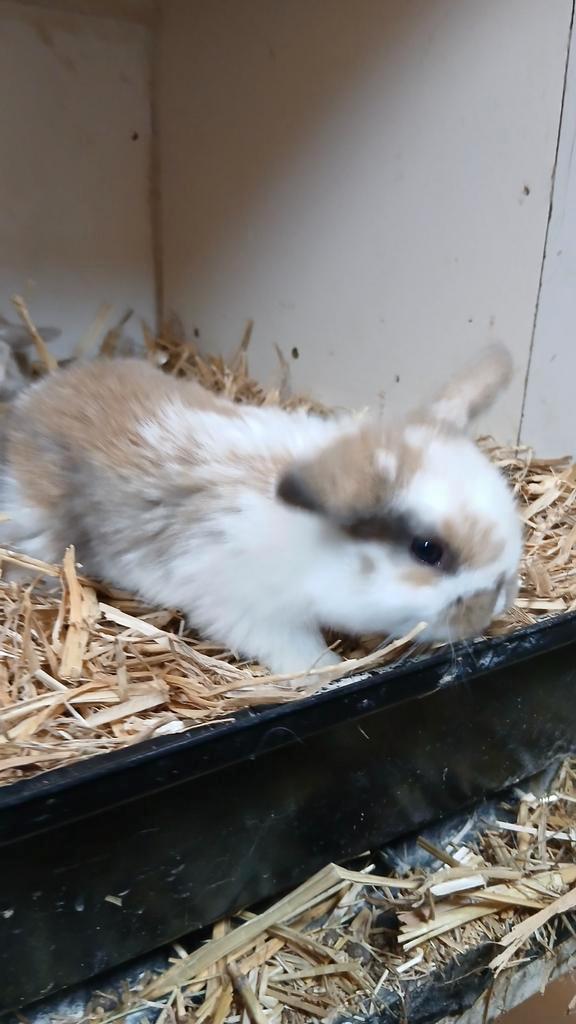 Jonge Nederlandse Hangoordwergjes isabella/madagascar bont, Dieren en Toebehoren, Konijnen, Dwerg, Meerdere dieren, 0 tot 2 jaar