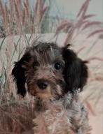 Harlekijn (grijs/zwart wit) toy poedel pupje, reu️, Dieren en Toebehoren, Honden | Chihuahua's en Gezelschapshonden, Poedel, Reu