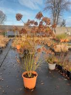 Hydrangea Paniculata Limelight - 125-150cm - 3 stuks, Tuin en Terras, Planten | Tuinplanten, Ophalen