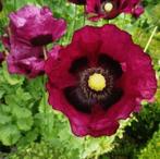 Slaapbol - Papaver somniferum - 'Lauren's grape', Ophalen of Verzenden, Voorjaar, Volle zon, Zaad
