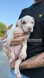 Bully xl pups mogen gelijk naar hun nieuwe huis️, Overige rassen, CDV (hondenziekte), 8 tot 15 weken, Meerdere
