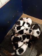 Boerenfox, Dieren en Toebehoren, Honden | Niet-rashonden, 8 tot 15 weken, Meerdere, Meerdere dieren, Middel