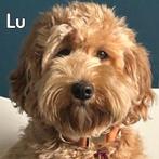 Labradoodle pupjes mini, Dieren en Toebehoren, Rabiës (hondsdolheid), 8 tot 15 weken, Meerdere dieren, Eén hond