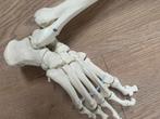 Anatomische onderbeen/voet model, Diversen, Schoolbenodigdheden, Ophalen of Verzenden