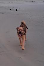 Kruising rothweiler/Bouvier van 7 maanden, Parvo, 15 weken tot 1 jaar, Teef, Eén hond