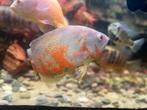 Albino pauwoog, Dieren en Toebehoren, Vissen | Aquariumvissen, Vis