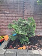 levensboom, Bloeit niet, Halfschaduw, Minder dan 100 cm, Ophalen