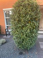 De Laurier Caucasica (Prunus laurocerasus boom, Tuin en Terras, Planten | Bomen, Bloeit niet, Overige soorten, 100 tot 250 cm