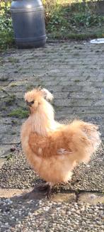 Gratis zeidenhoen Haan, Dieren en Toebehoren, Pluimvee, Mannelijk, Kip