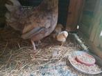 Kuikens met kip en haan, Meerdere dieren, Kip