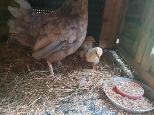 Kuikens met kip en haan, Dieren en Toebehoren, Pluimvee, Kip, Meerdere dieren