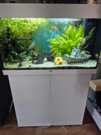 Aquarium 80cm, Dieren en Toebehoren, Vissen | Aquaria en Toebehoren, Ophalen, Zo goed als nieuw, Gevuld zoetwateraquarium