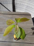 avocado plantje, Ophalen, Minder dan 100 cm