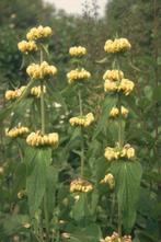 phlomis brandkruid, Ophalen, Bodembedekkers, Vaste plant, Halfschaduw