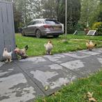 Sabelpootkrielhanen, Dieren en Toebehoren, Pluimvee, Meerdere dieren, Kip