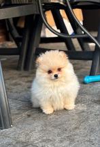 Simba zoekt een gouden mandje, Dieren en Toebehoren, Honden | Chihuahua's en Gezelschapshonden, 8 tot 15 weken, Eén hond, Nederland