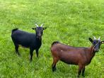 Twee mooie drachtige dwerggeitjes te koop, Dieren en Toebehoren, Schapen, Geiten en Varkens