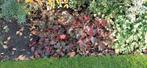 Heuchera 'Palace Purple' - Vaste Plant. ONGEVEER 1 M2, Bodembedekkers, Vaste plant, Ophalen of Verzenden, Halfschaduw
