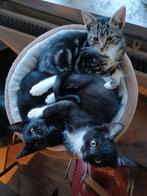 Nog 2 kittens per direct beschikbaar