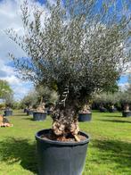 Tropische schoonheid met een prachtige olijfboom olea europa, In pot, Olijfboom, Zomer, Volle zon