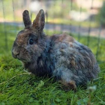 Kleine tamme gecastreerde ram beschikbaar voor biedingen